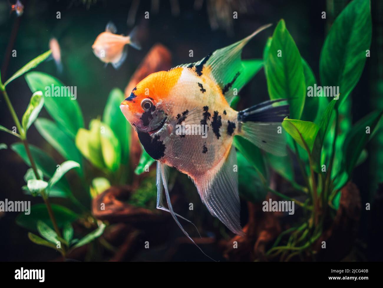 un grande pesce scalar in acquario Foto Stock
