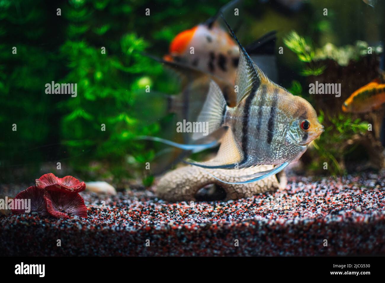 un grande pesce scalar in acquario Foto Stock