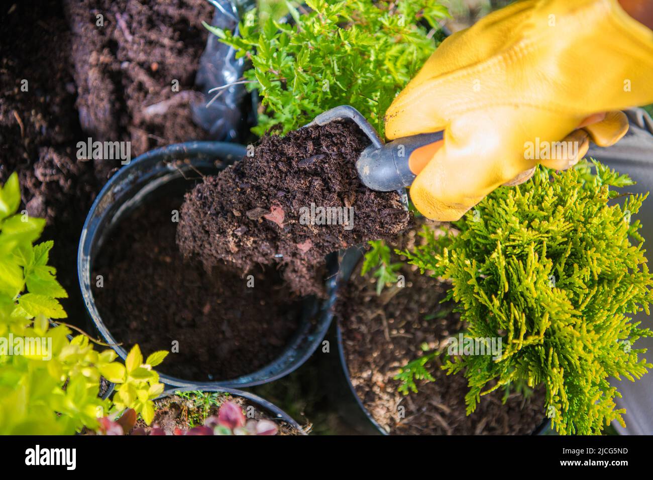 Primo piano del terreno di potting che è versato in vaso di pianta usando spatola di giardinaggio. Paesaggio Giardinaggio lavoro di preparazione. Foto Stock