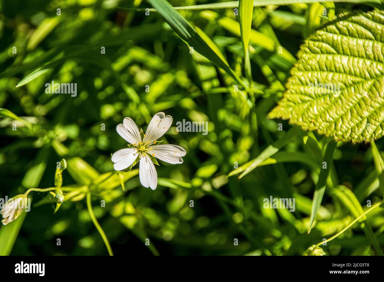 Rabelera olostea, fiore selvatico maggiore di Stitchwort Foto Stock