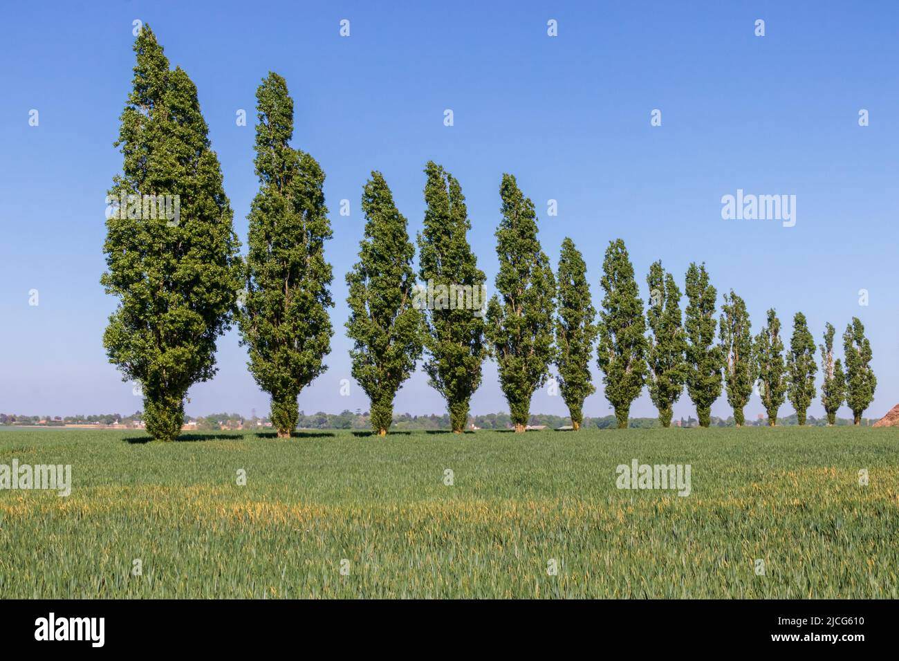 Fila di alberi di Populus nigra su una strada di campagna in Essex Foto Stock