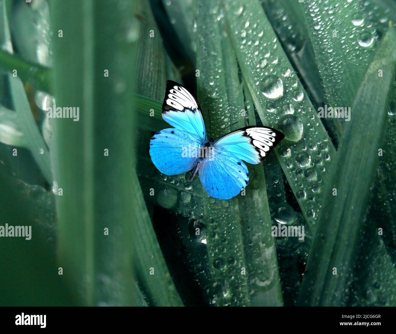 Farfalla blu esotica su foglia verde come sfondo. Concetto estivo. Foto Stock