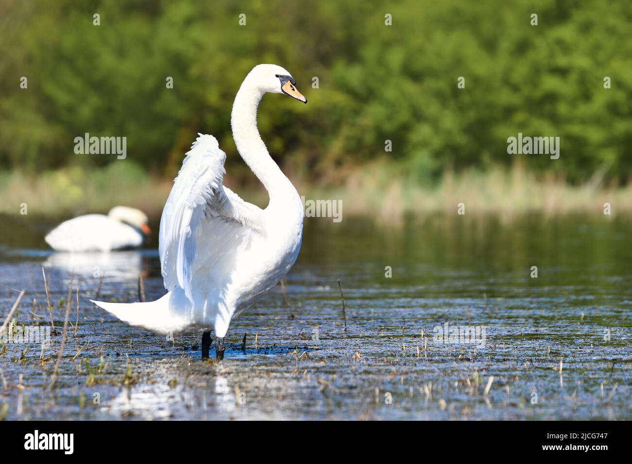 Uccello bianco cigno che batte ali nel lago Foto Stock