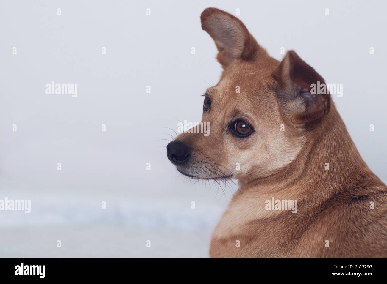 Primo piano di un cane di razza mista marrone dolce che guarda lontano dalla fotocamera con un'espressione facciale tenera isolata su uno sfondo bianco. Spazio per il testo Foto Stock