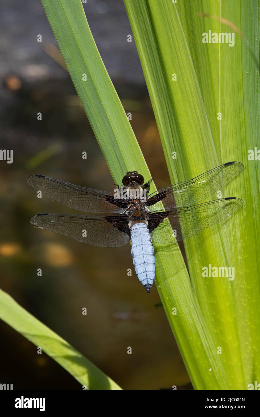 Chaser corposo (Libellula depress) maschio arroccato Norfolk GB UK Giugno 2022 Foto Stock