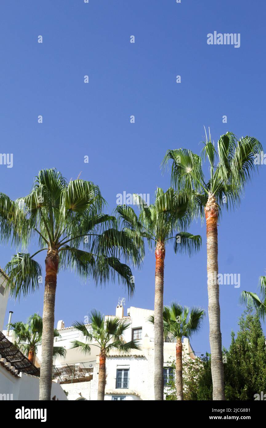 Frigiliana, Spagna. Bellissimo e storico villaggio di montagna sulla Costa del Sol. Vista su alte e suggestive palme con lo storico vecchio villag Foto Stock