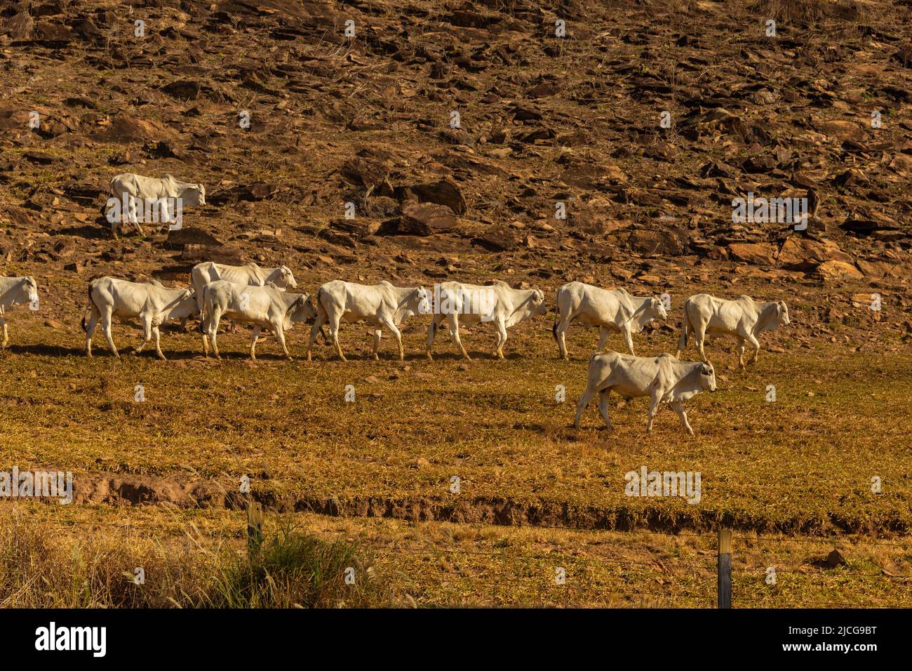 Anicuns, Goiás, Brasile – 11 giugno 2022: Paesaggio con vegetazione secca e una fila di bestiame al pascolo lungo LA VIA GO-156. Foto Stock