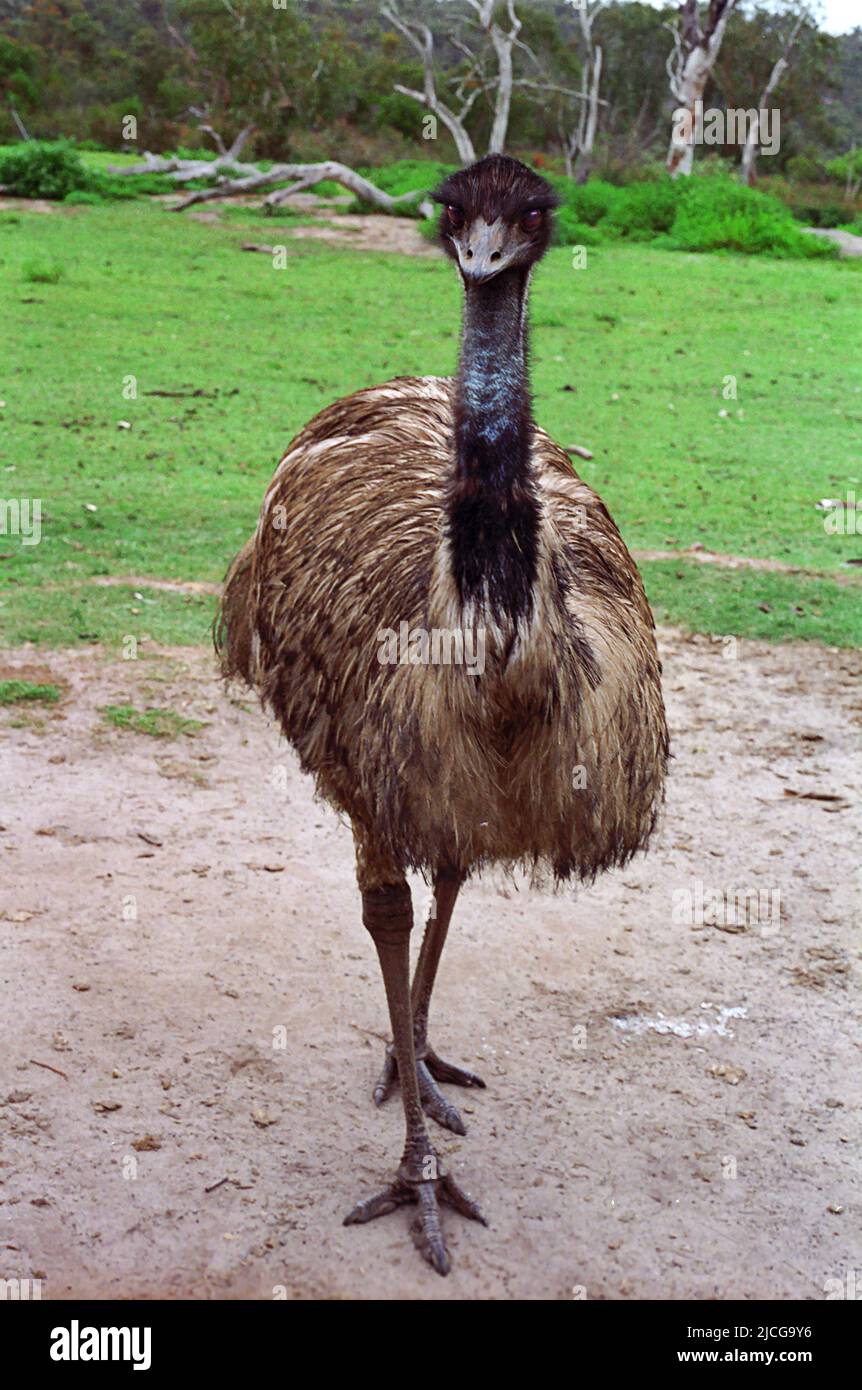 Emu (Dromaeus novaehollandiae), nel Waratah Park Earth Sanctuary, North Sydney, NSW, Australia Foto Stock