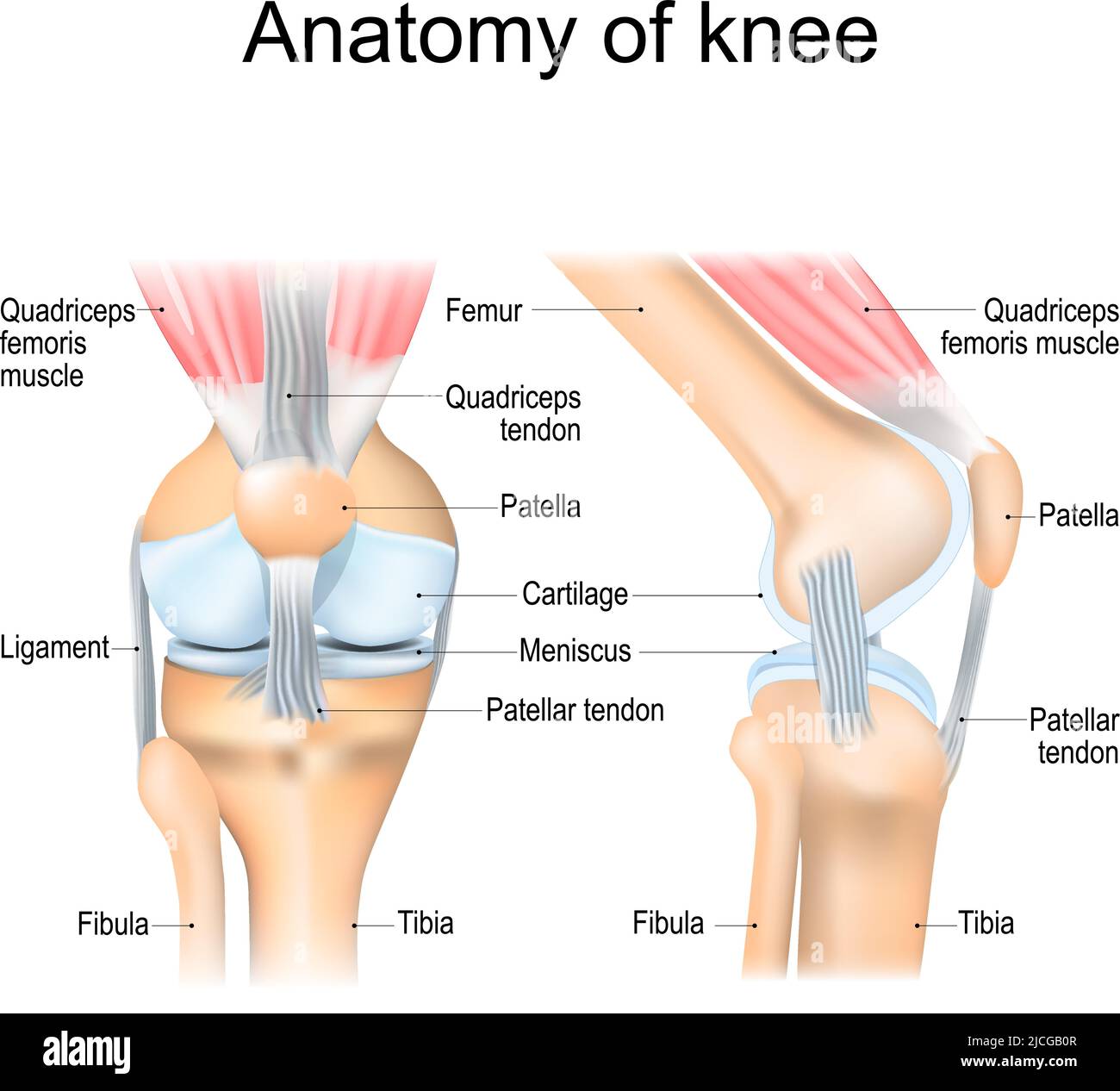 Anatomia del ginocchio. Struttura del giunto della gamba. Parti principali. Poster vettoriale con etichetta di testo per la formazione medica Illustrazione Vettoriale