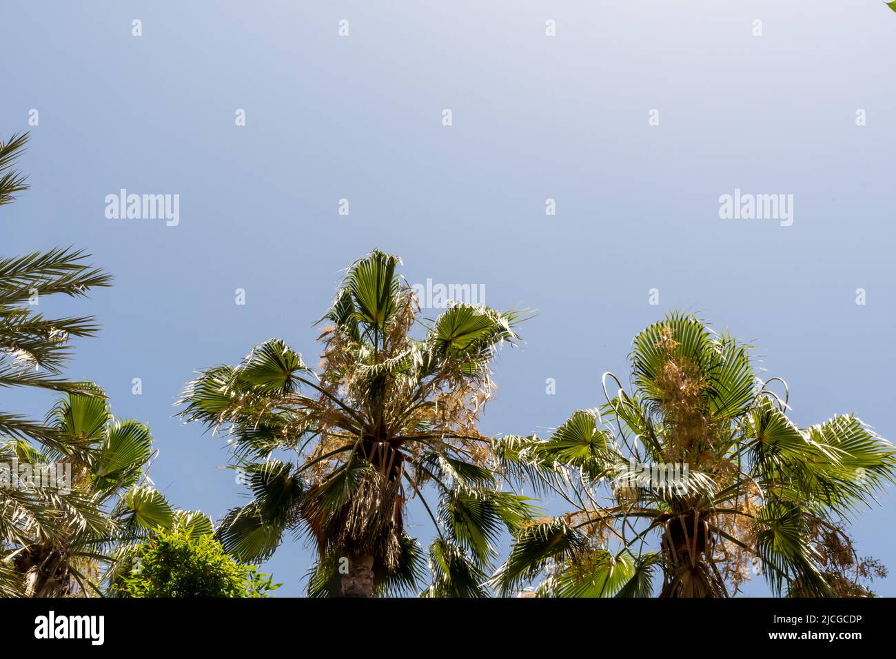 Una scena tropicale mostra alte palme su uno sfondo blu chiaro del cielo in una giornata di sole Foto Stock