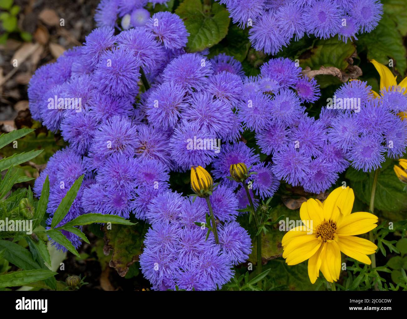 Flower power Foto Stock