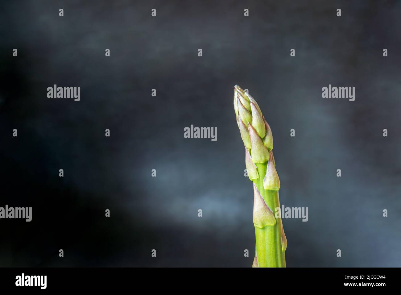 Asparagi freschi sparare su sfondo scuro Foto Stock