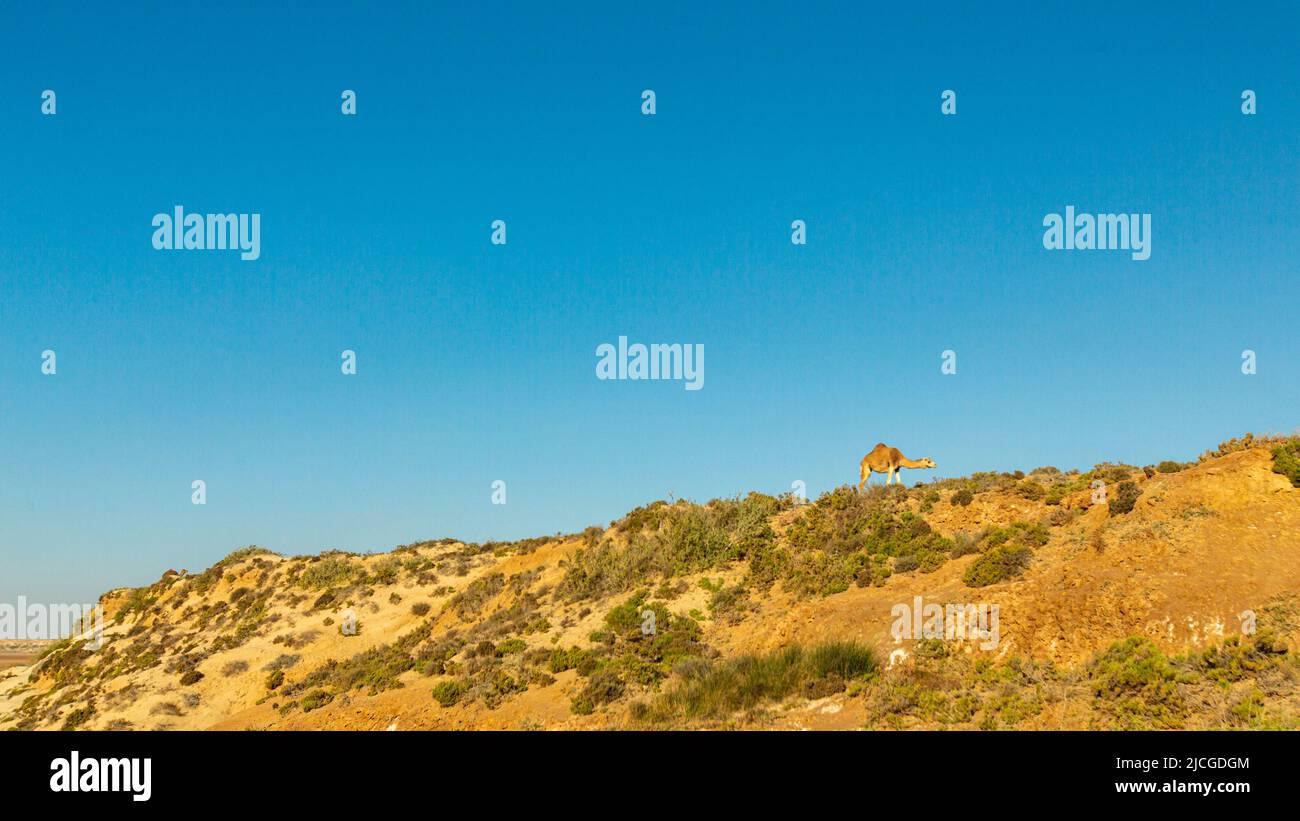 Un cammello su una collina nel deserto Foto Stock