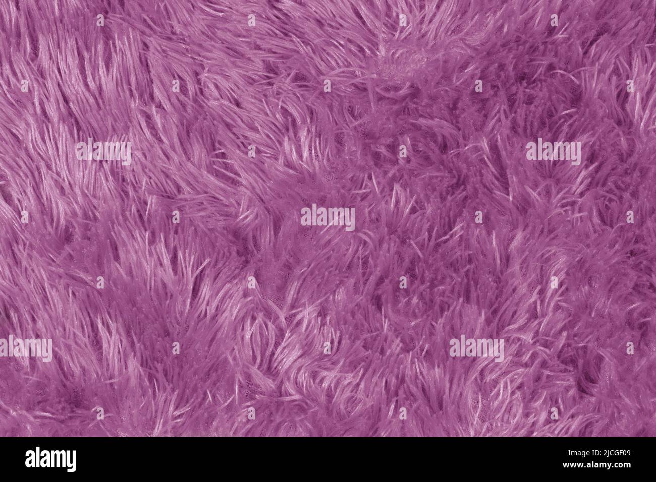 Pelo viola con pelo lungo. Foto Stock