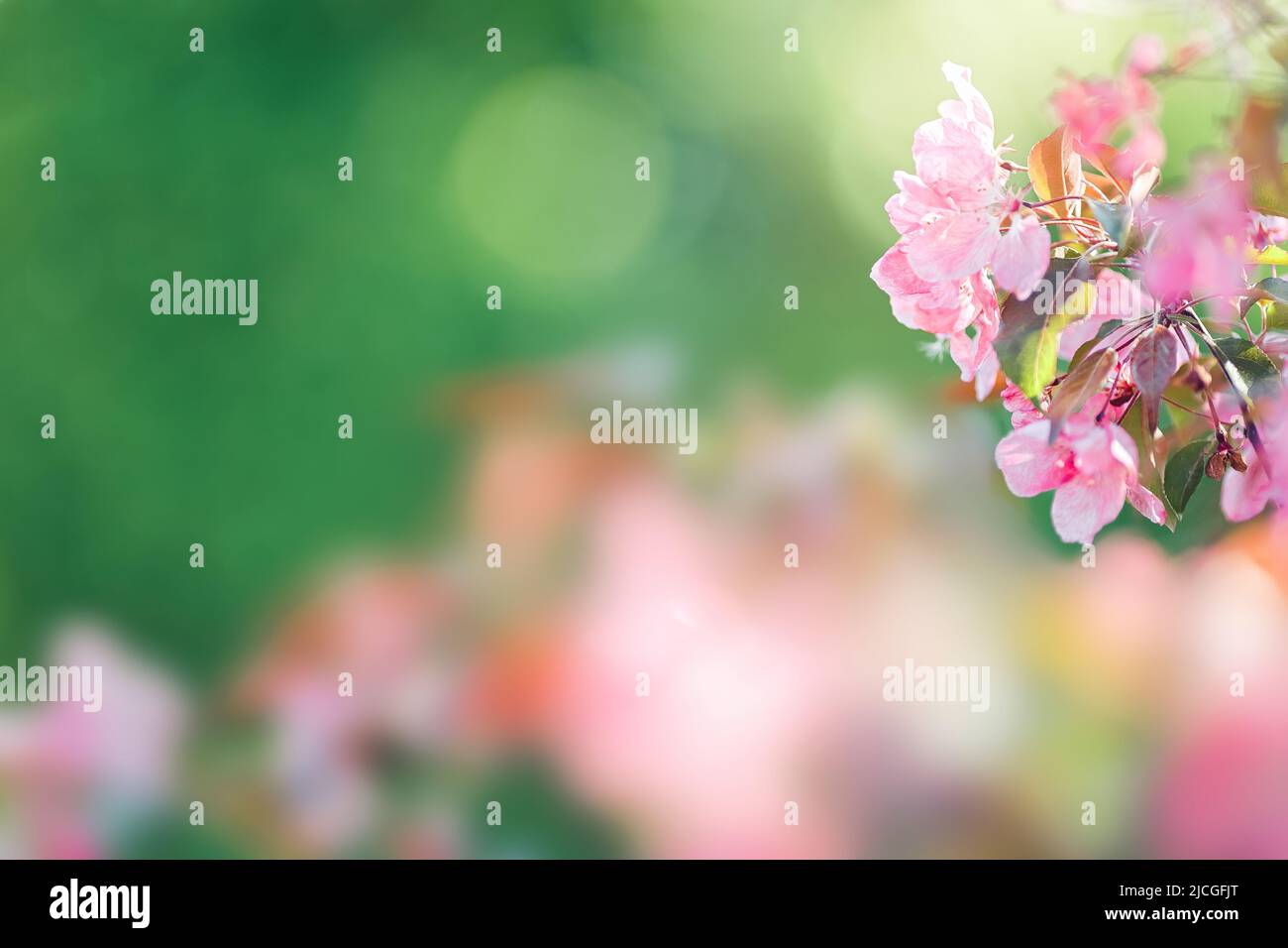 Bellissimo sfondo con ramo fiorito di ciliegio rosa Foto Stock