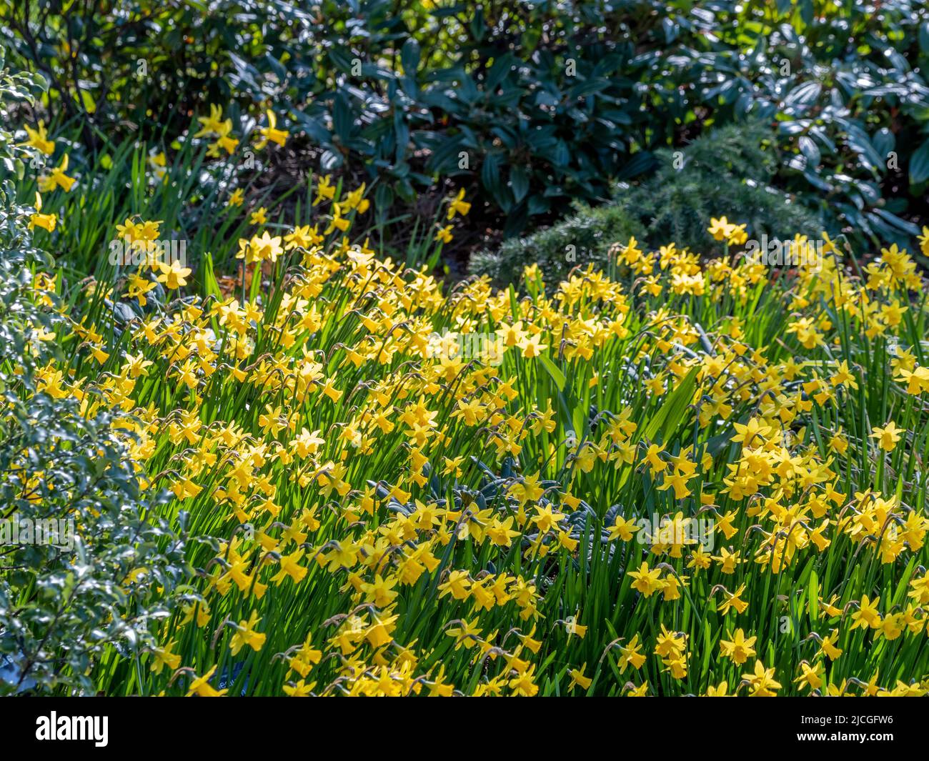 Naffodils che crescono in un bosco britannico. Foto Stock