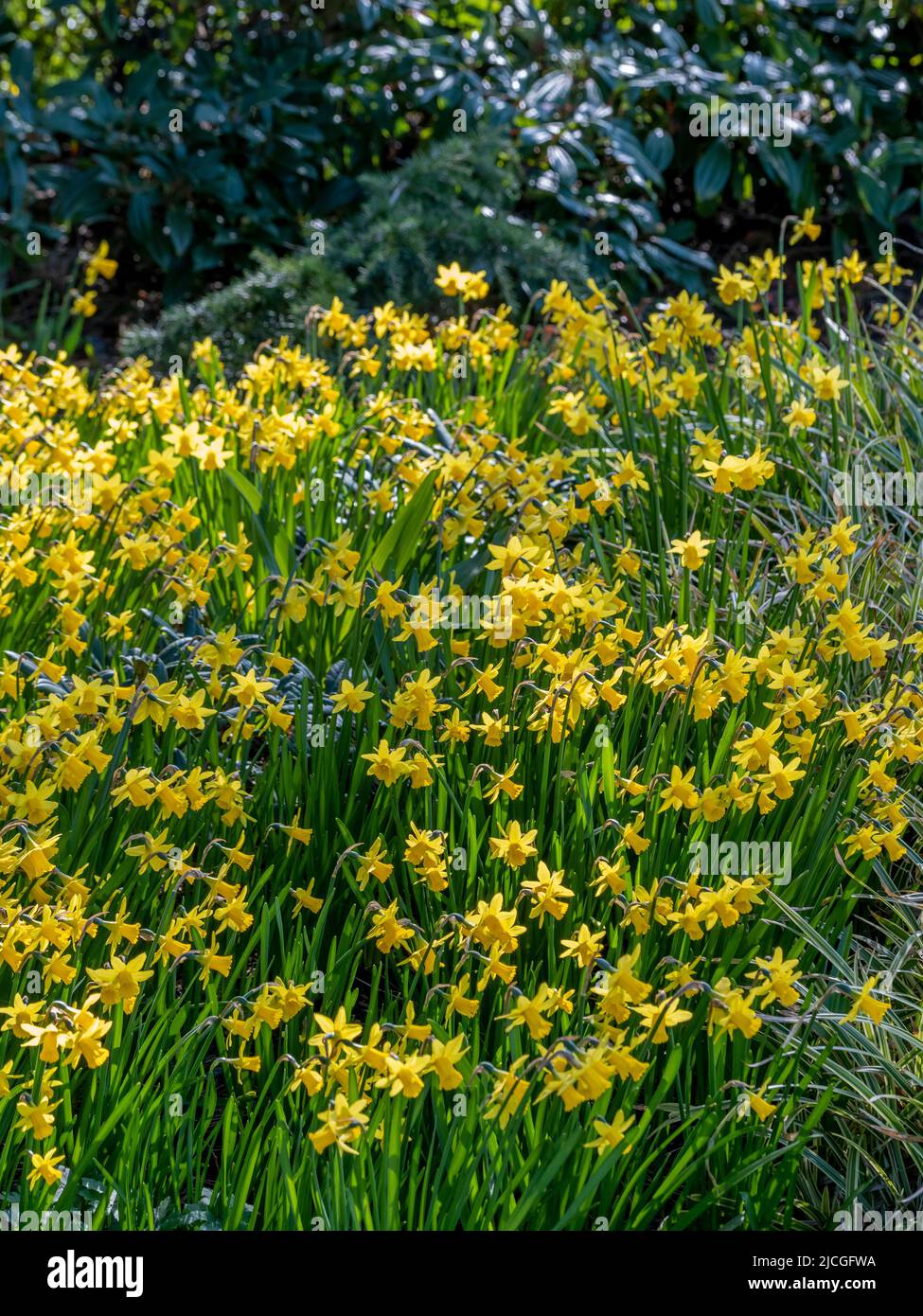 Naffodils che crescono in un bosco britannico. Foto Stock