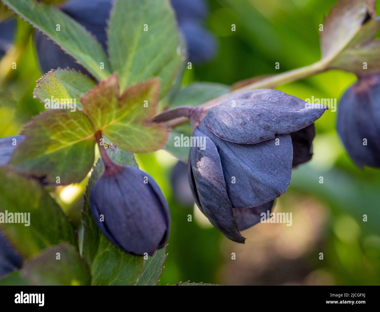 Helleborus x Hybridus Ashwood Garden Hybrids fiore che cresce in un giardino britannico. Foto Stock