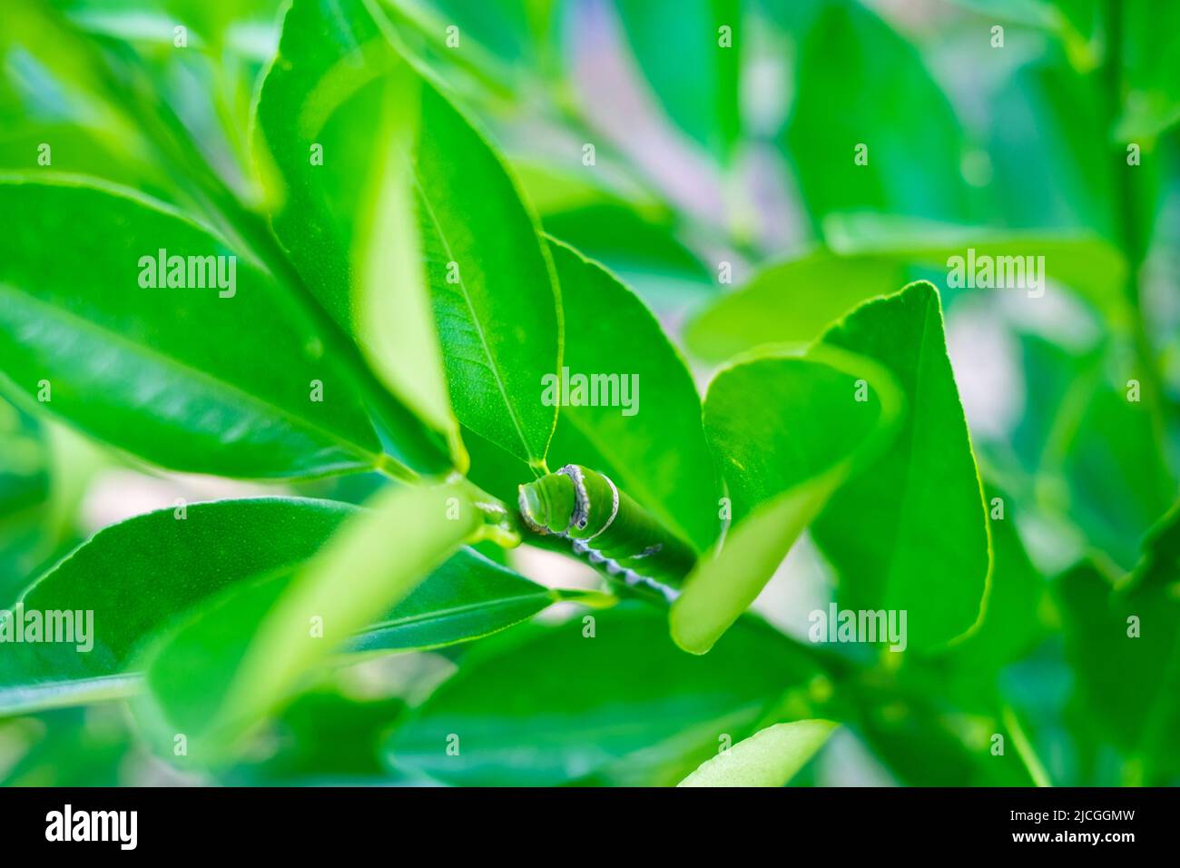 Primo piano di Caterpillar su stelo vegetale di agrumi coltivato in modo organico. Messa a fuoco selettiva. Spazio di copia. Foto Stock