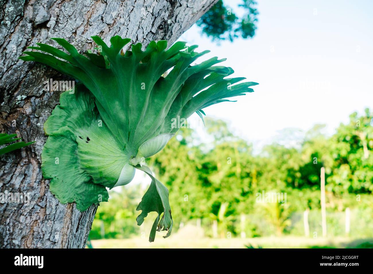 staghorn fern Foto Stock