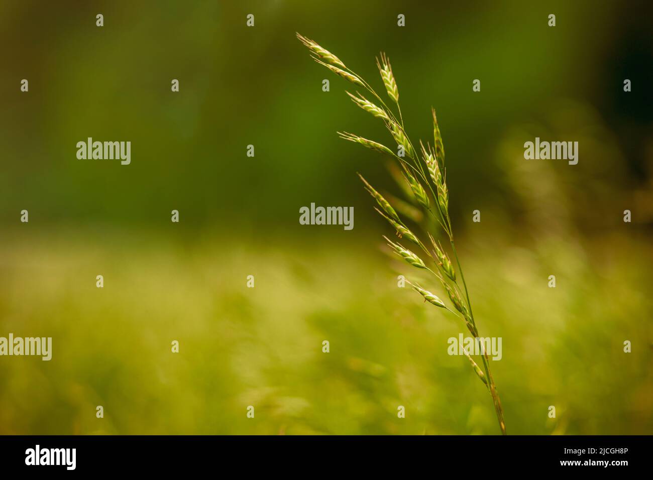 Primo piano macro fotografia di erba di grano in un prato con una forte profondità di campo e bokeh sfocato. Fotografo Derek Broussard Foto Stock