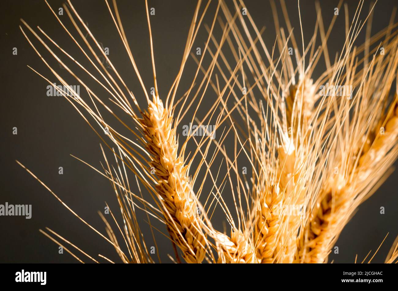 Bouquet di spikelets di grano da vicino al sole, ombre dure. Arredamento casa naturale, spazio copia, mockup Foto Stock