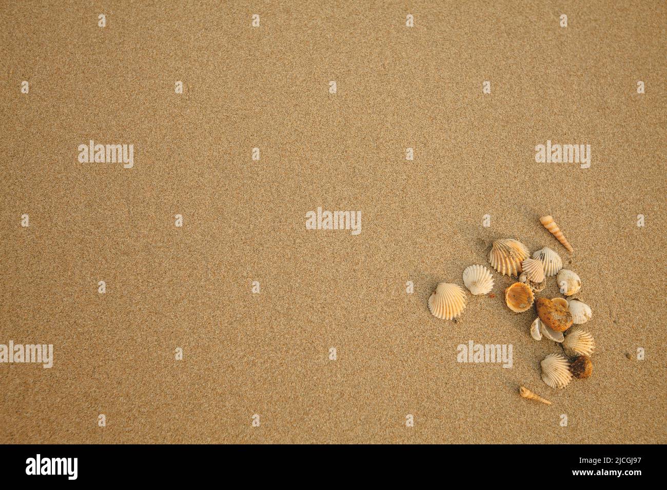 Conchiglie sulla texture della spiaggia di mare sabbia. Sfondo per la scrittura. Foto Stock