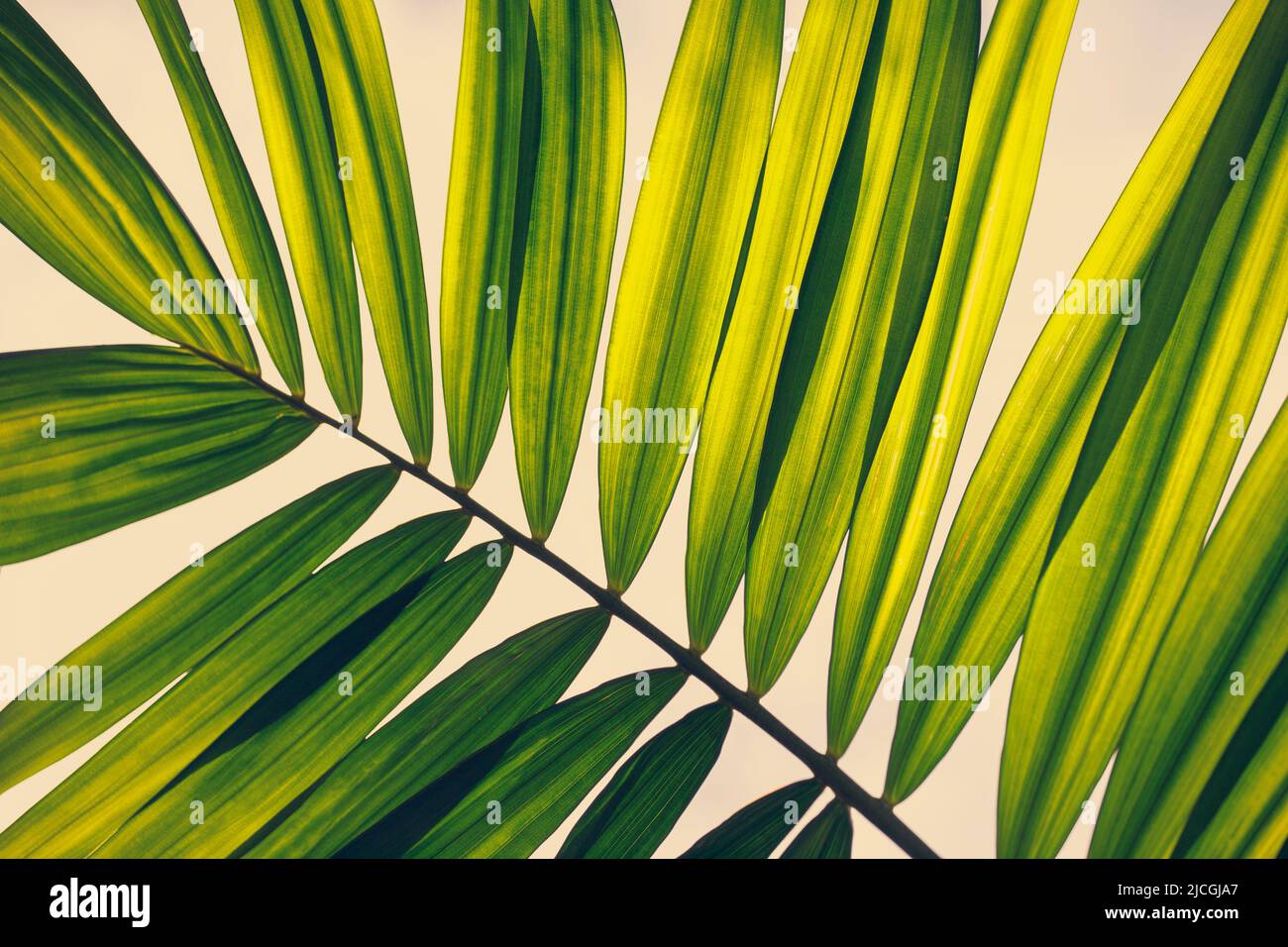 Bella foglia di palma tropicale verde, da vicino Foto Stock