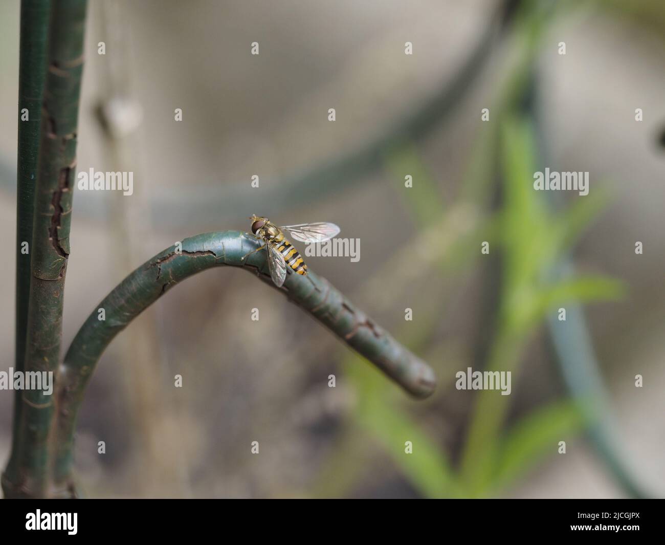 La marmellata di arance Hoverfly Foto Stock