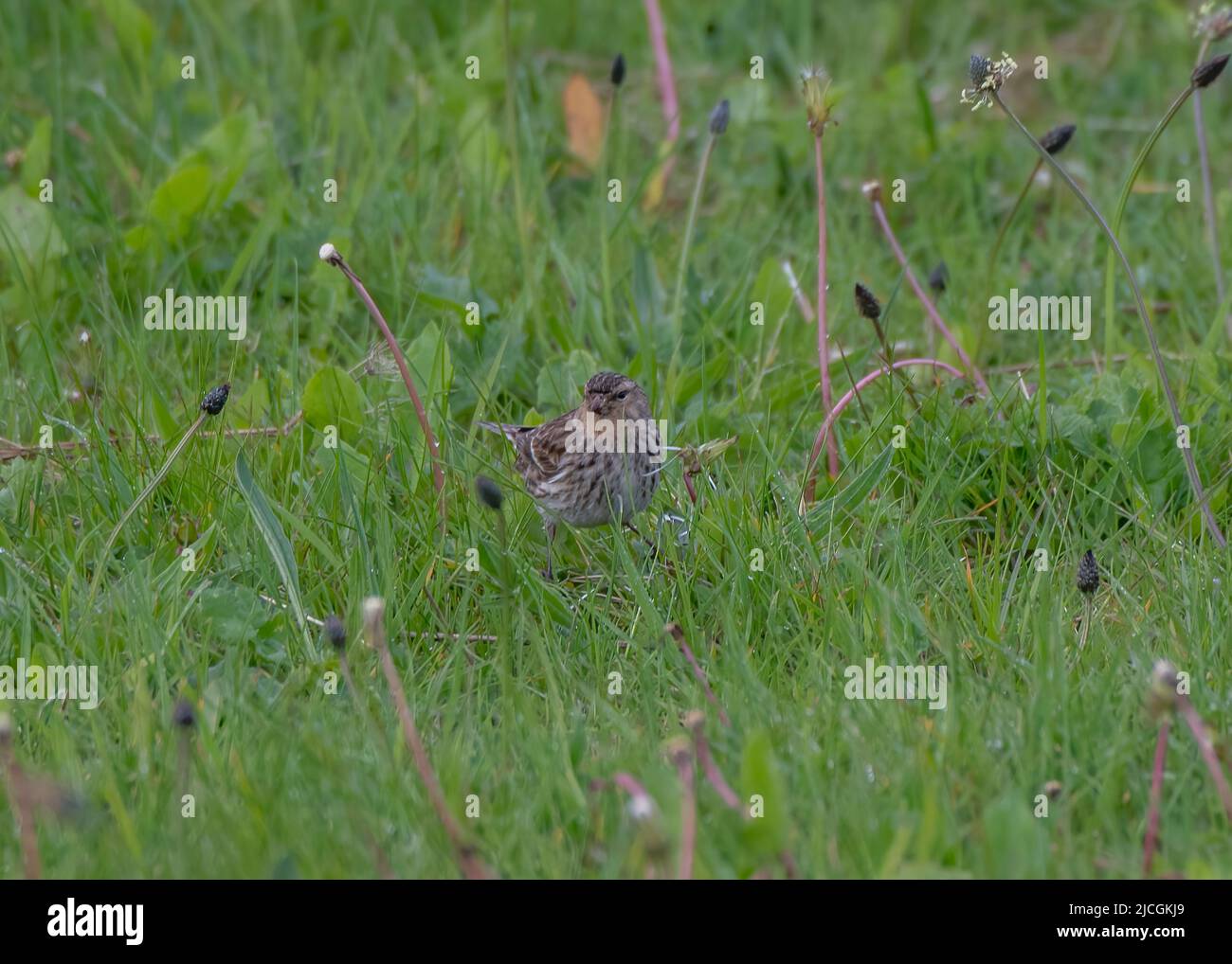 Twite (Carduelis flavirostris), Iona, Mull, Inner Hebrides, Scozia Foto Stock