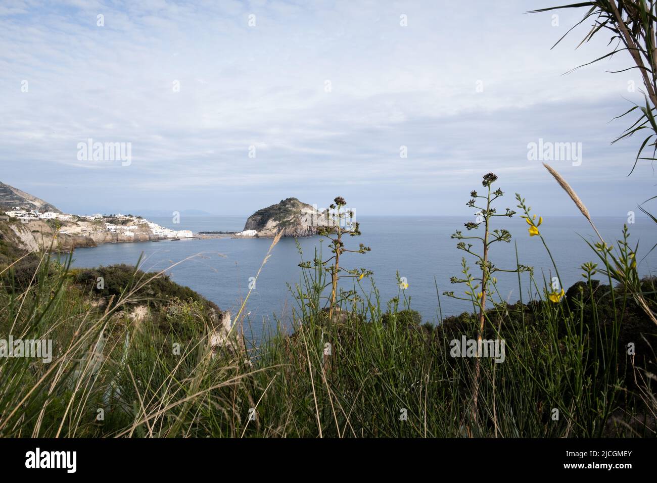 Costa dell'isola di Ischia con piante selvatiche di agave Foto Stock