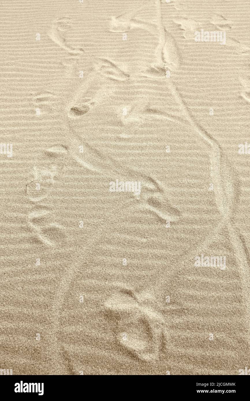 Orme bizzarre nella sabbia gialla. Spiaggia di sabbia. Deserto arido Foto Stock