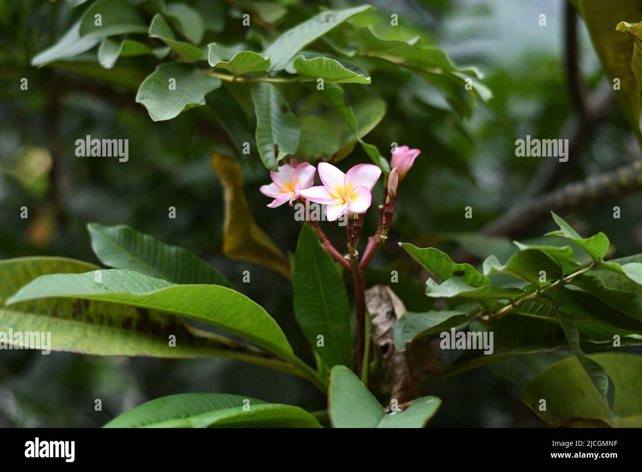 Bellissimo primo piano di un fiore tempio Foto Stock