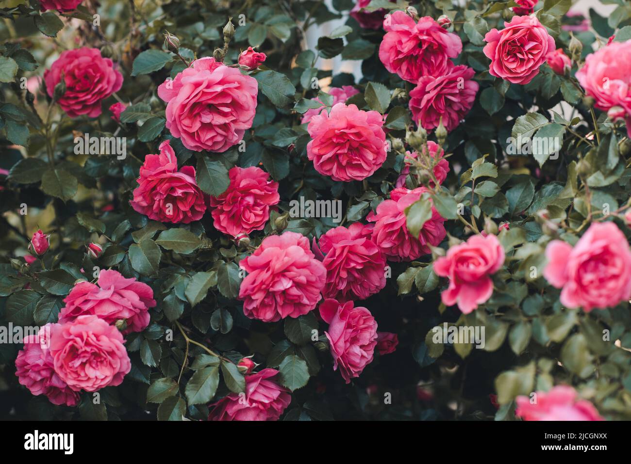 Fiore rosa rosa in fiore in giardino all'aperto. Stagione primaverile. Primavera. Texture di sfondo di pianta. Foto Stock
