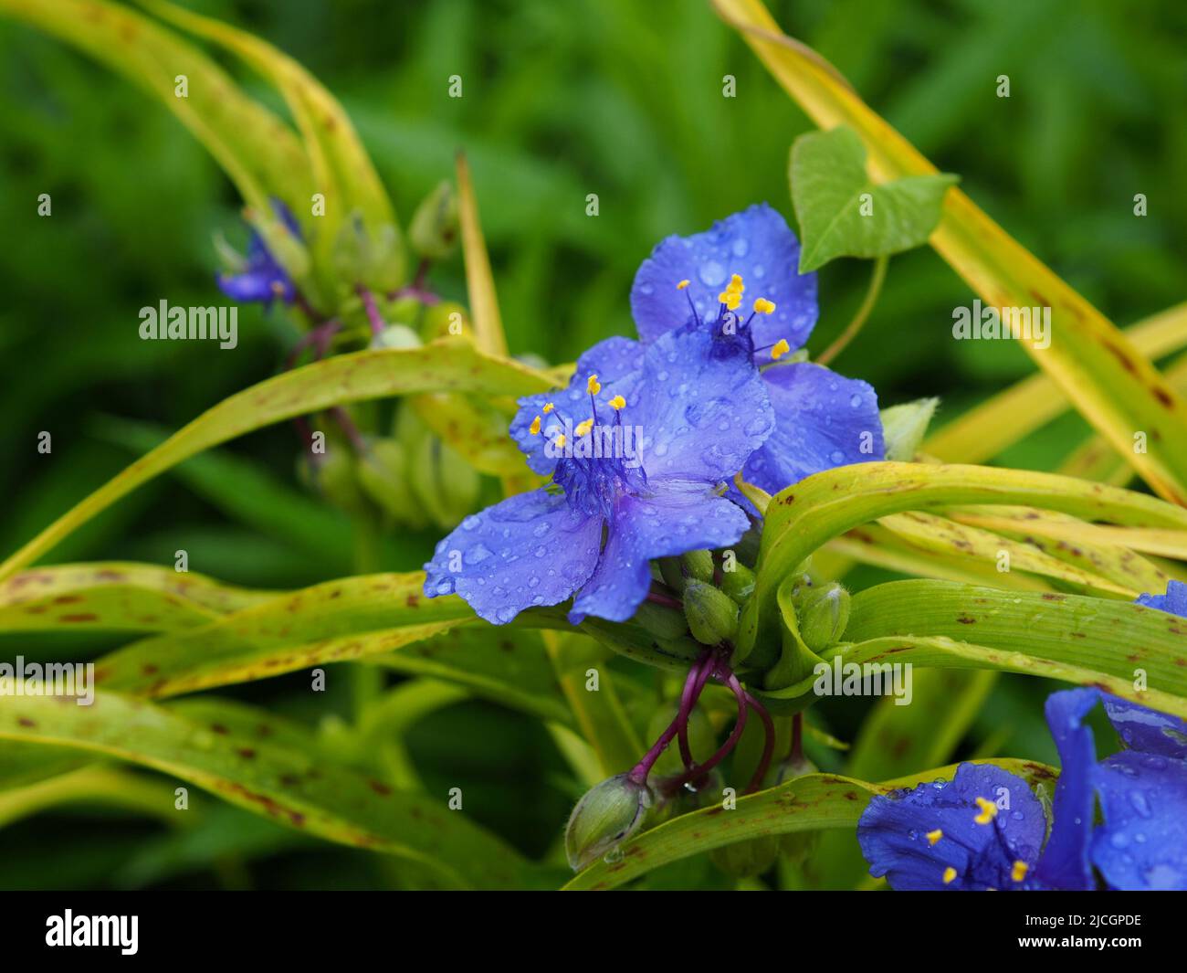 Meraviglioso fiore blu profondo di un spiderwort dopo una doccia a pioggia in un giardino a Ottawa, Ontario, Canada. Foto Stock