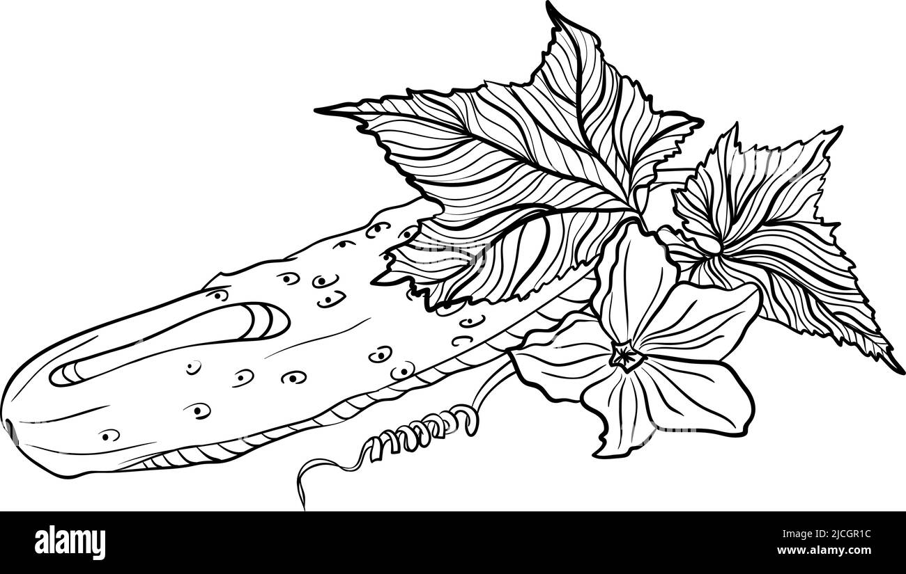 Cetriolo intero con foglie in stile doodle Illustrazione Vettoriale