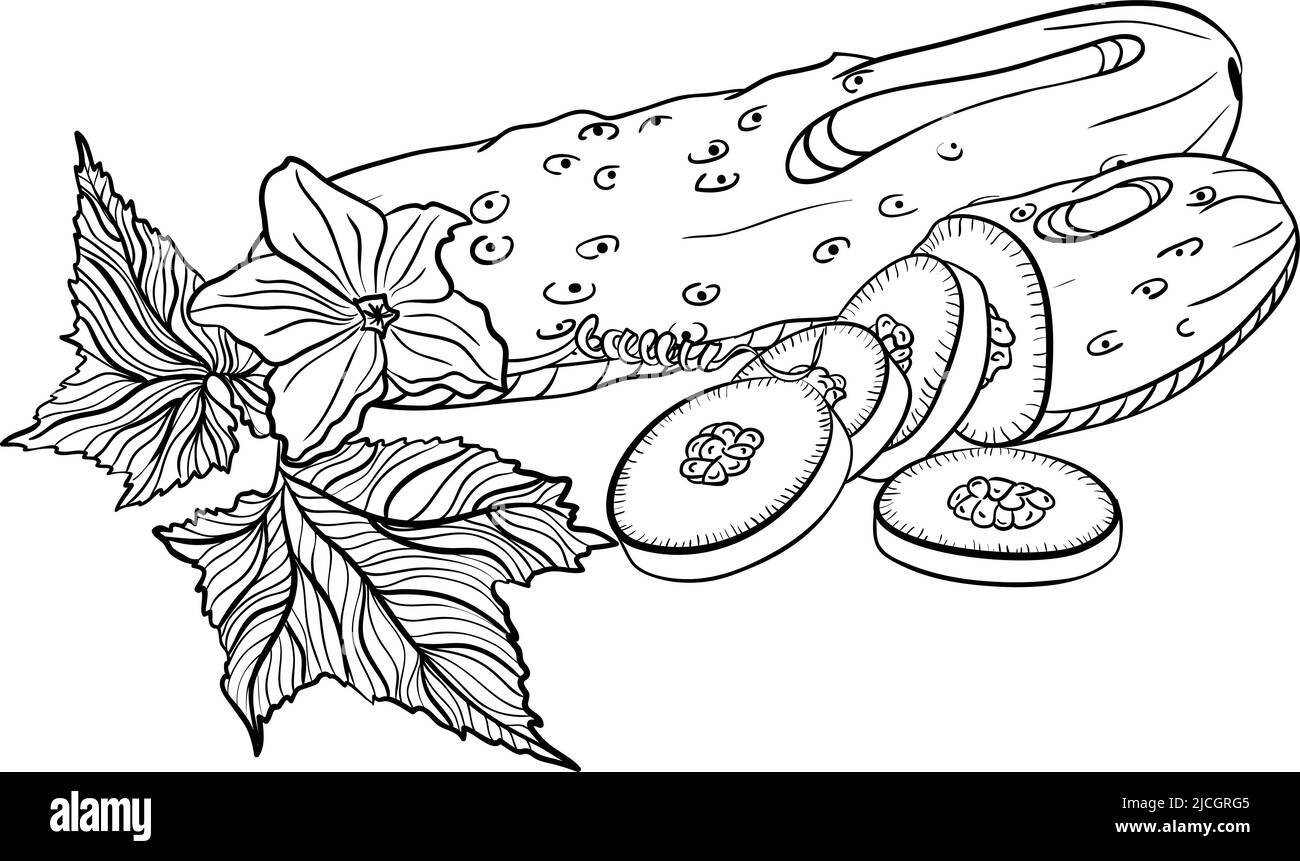 Cetriolo intero e affettato con foglie in stile doodle Illustrazione Vettoriale