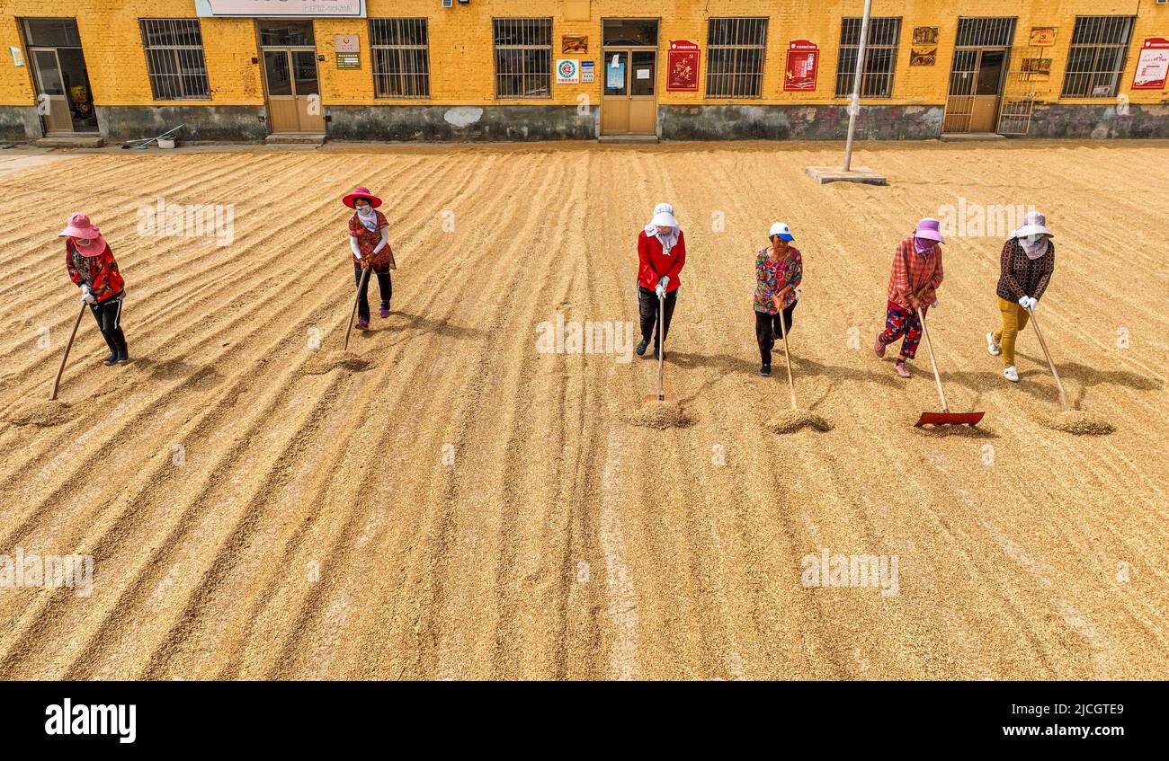 Weihai, la provincia cinese di Shandong. 13th giugno 2022. Foto aeree mostra abitanti del villaggio che asciugano grano nel villaggio di Dalijia di Shangzhuang Township a Rongcheng, Cina orientale della provincia di Shandong, 13 giugno 2022. Entro le ore 5 di lunedì, la provincia di Shandong, la seconda più grande area di produzione di grano cinese, aveva finito di raccoglierne il grano invernale su 40,223 milioni di mu (circa 2,68 milioni di ettari) di terreno agricolo, rappresentando circa il 67% del suo grano invernale totale. Credit: Li Xinjun/Xinhua/Alamy Live News Foto Stock