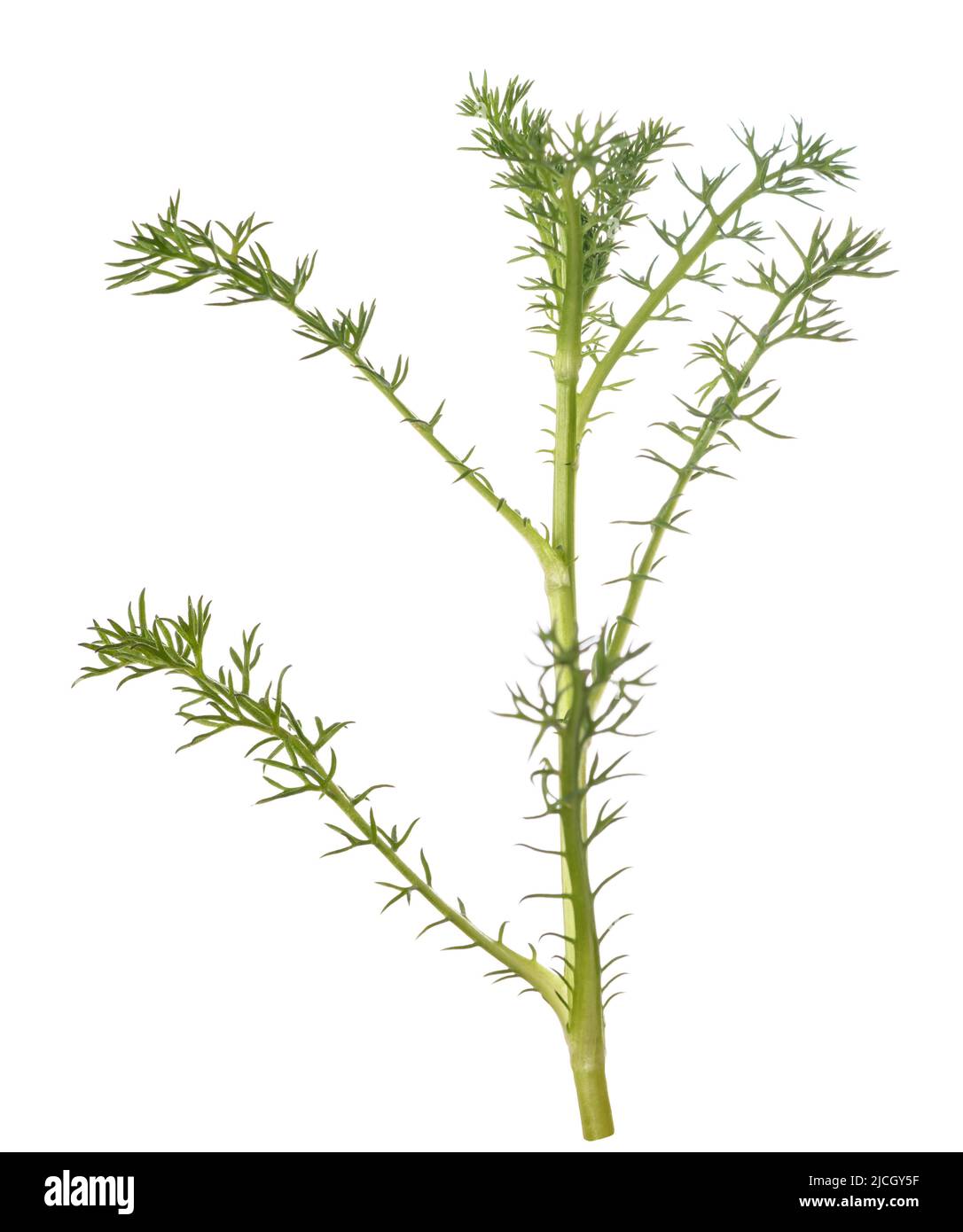 Camomilla pianta isolata su sfondo bianco Foto Stock