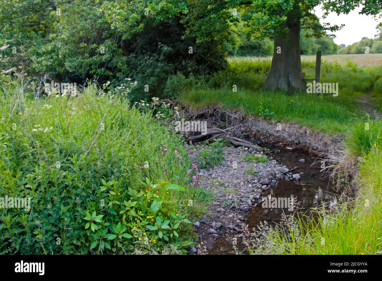Fiume Gwenfro, vicino Southsea, Wrexham, Galles Foto Stock