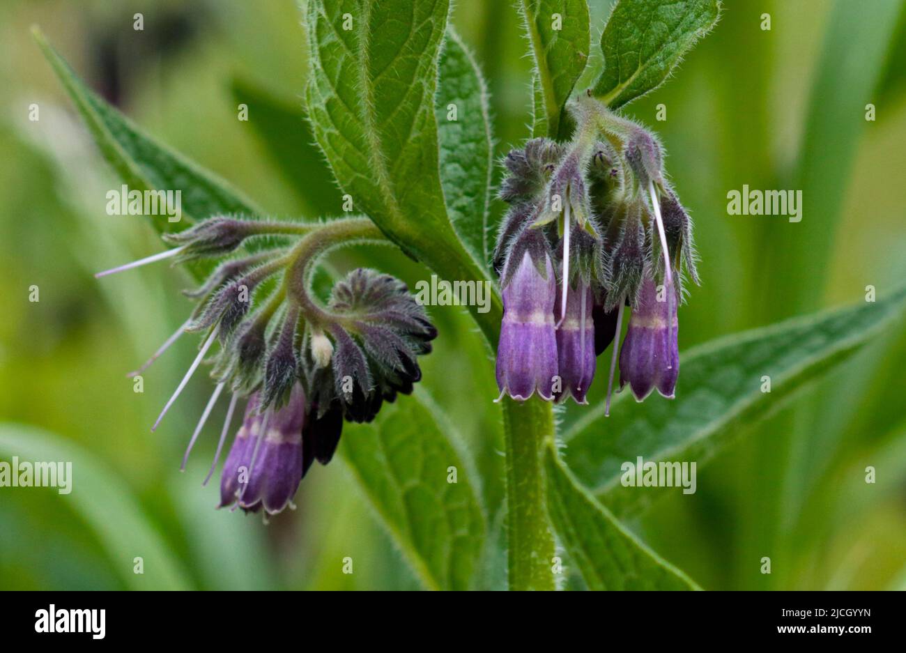 Comune Comfrey (symphytum officinale) Foto Stock