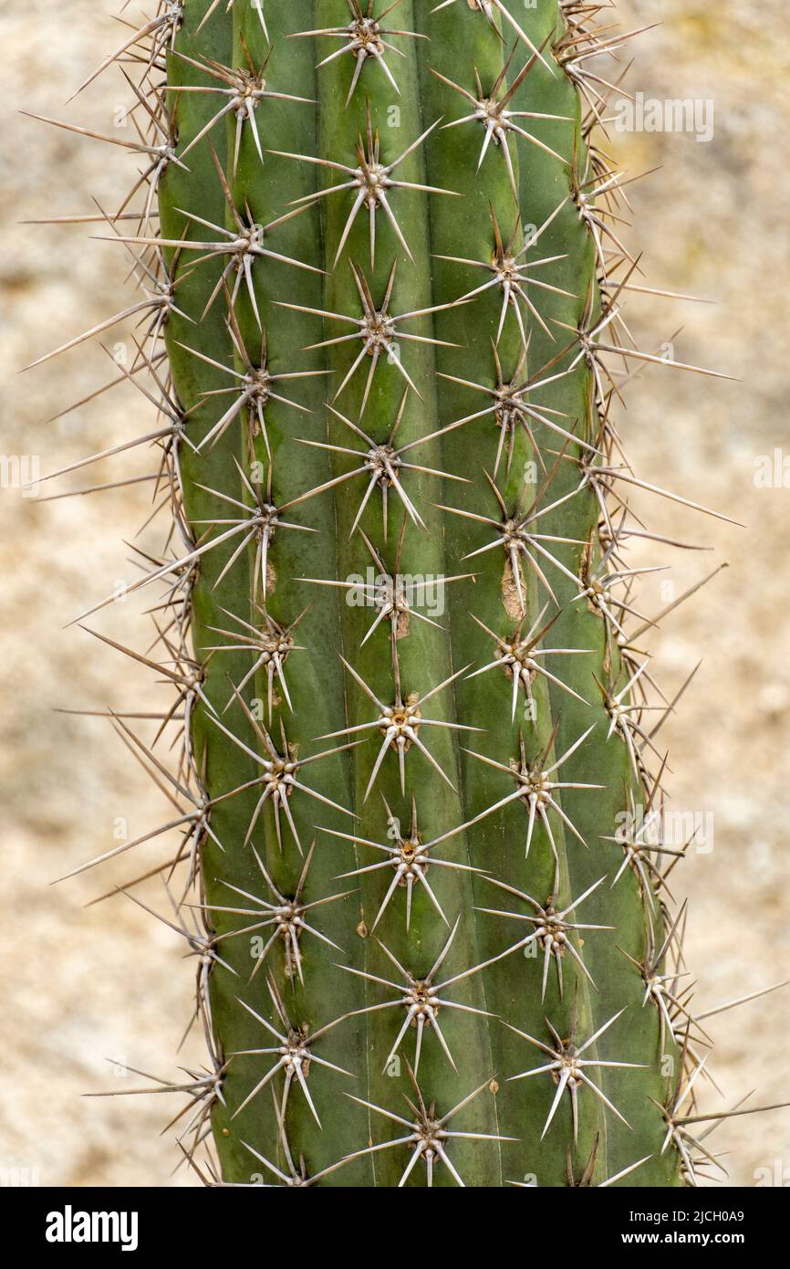 Close up di cactus Foto Stock
