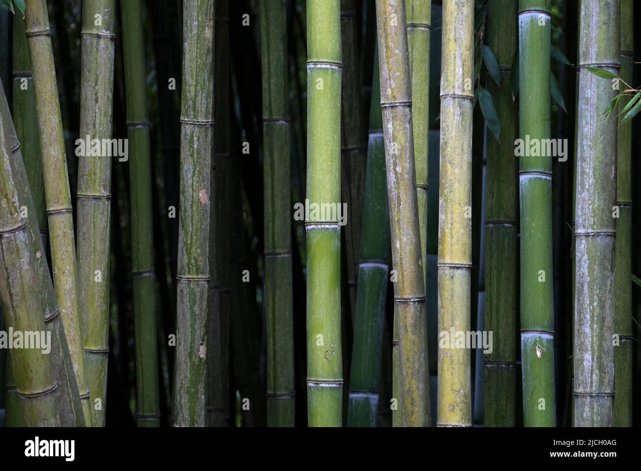 Bambù Foto Stock
