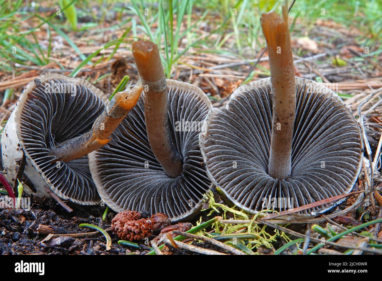 Le branchie e la stipe di un fungo Panaeolus semiovatus, sul pavimento della foresta nelle montagne Ochoco dell'Oregon centrale. Foto Stock