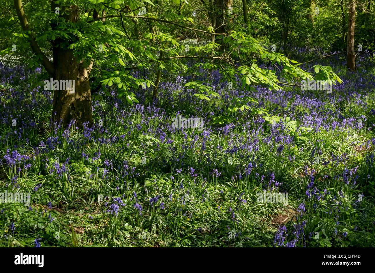 English Wild bluebells bluebell fiore blu fiori che crescono in un bosco di bosco in primavera Nord Yorkshire Inghilterra GB Gran Bretagna Foto Stock