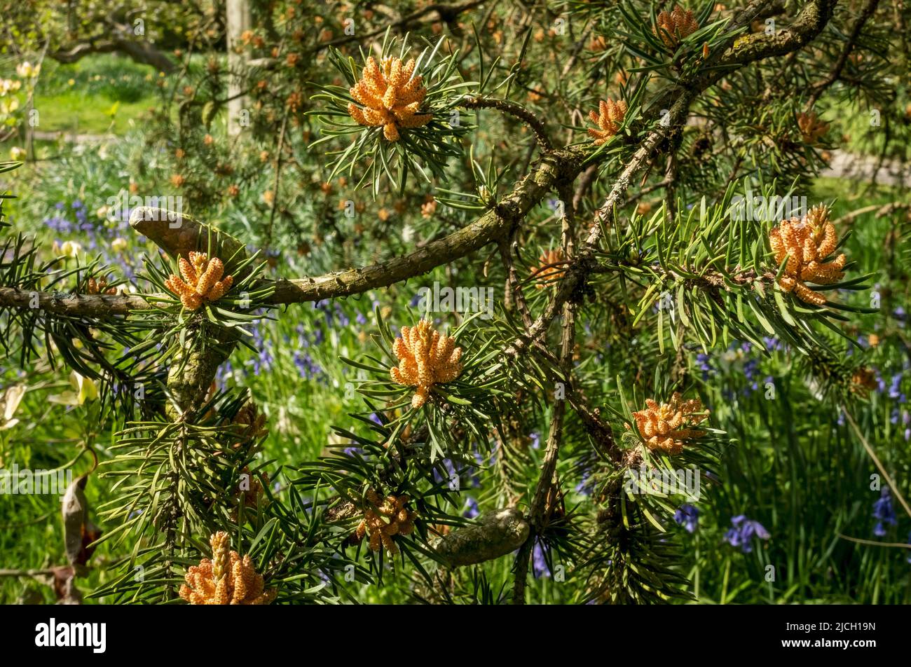 Primo piano di nuovi coni di pino su Jack Pine pinus banksiana Pinaceae albero in primavera Inghilterra Regno Unito GB Gran Bretagna Foto Stock