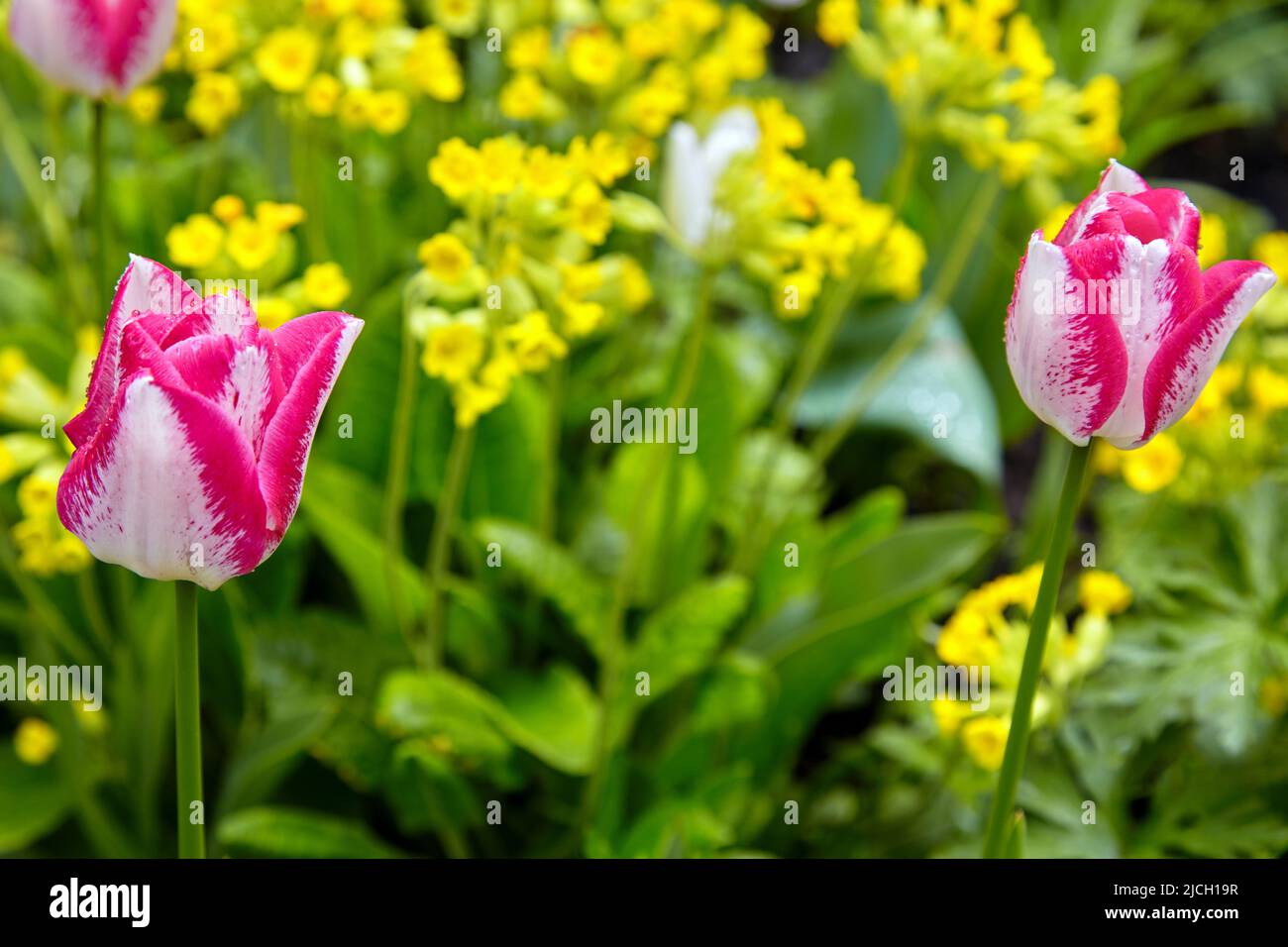 Due tulipani rosa doppi su sfondo di fiori gialli in un letto da giardino. Messa a fuoco soft Foto Stock