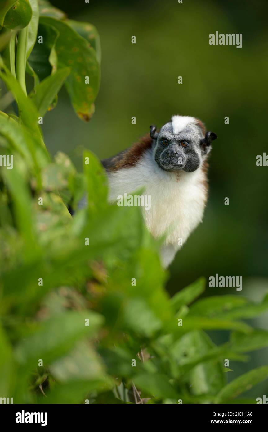 Una scimmia tamarina di Geoffrey si trova nella foresta pluviale di Panama Foto Stock