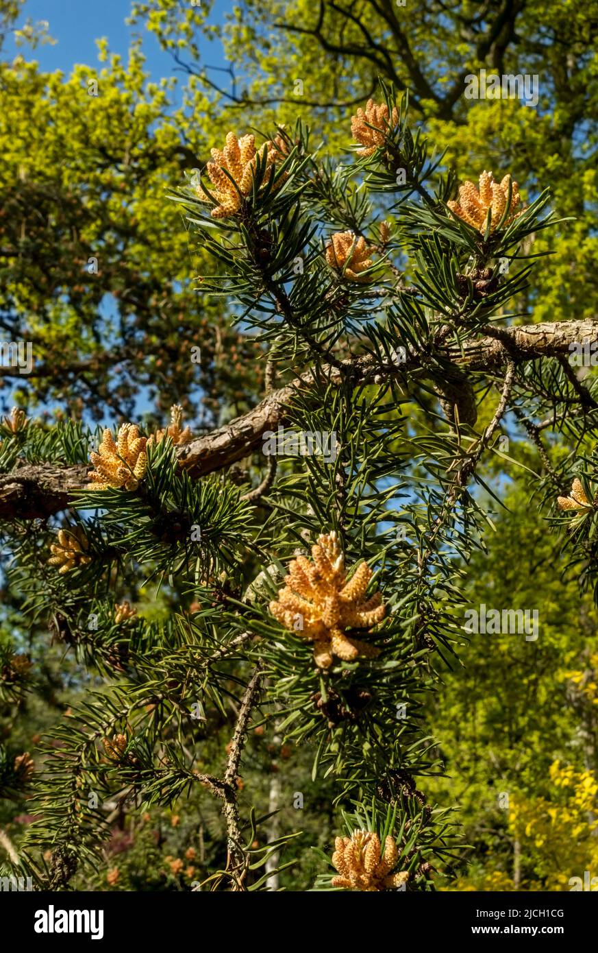 Primo piano di nuovi coni di pino su Jack Pine pinus banksiana Pinaceae albero in primavera Inghilterra Regno Unito GB Gran Bretagna Foto Stock