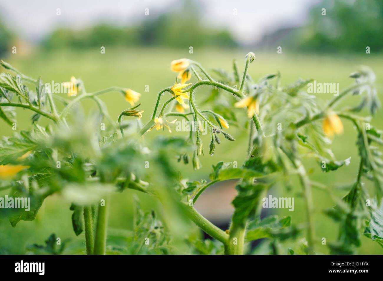 Molto bello e fresco fiori di pomodoro giallo nel giardino di casa. Fioritura abbondante, agricoltura. Foto Stock